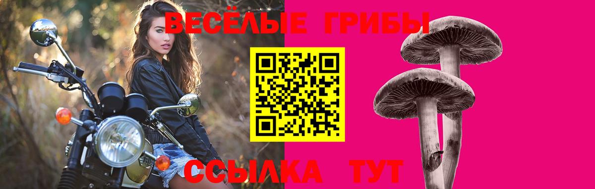 Псилоцибиновые грибы Psilocybe Копейск